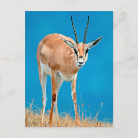 Grant's Gazelle (Gazella Granti) Ewe Portrait Postkarte (Vorderseite)