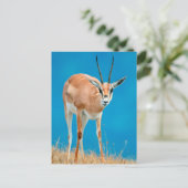 Grant's Gazelle (Gazella Granti) Ewe Portrait Postkarte (Stehend Vorderseite)