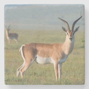 Grants Gazelle, Ngorongoro Krater, Ngorongoro Steinuntersetzer
