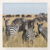 Grant's Zebra Glasuntersetzer (Vorderseite)