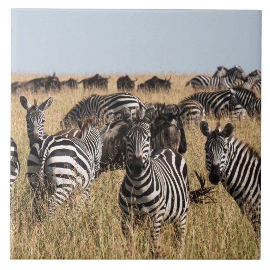 Grants Zebra-Keramik-Tile Fliese (Vorderseite)