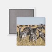 Grant's Zebra Magnet (Vorderseite/Rückseite)