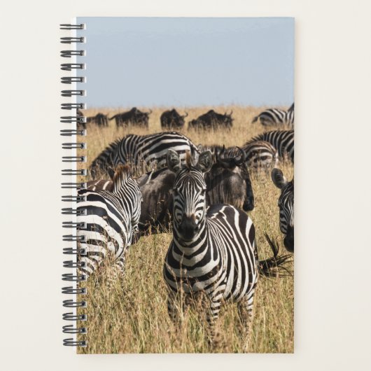 Grant's Zebra Planer (Vorderseite)