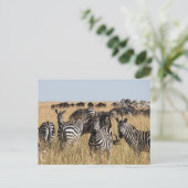 Grant's Zebra Postcard Postkarte (Stehend Vorderseite)