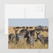 Grant's Zebra Postcard Postkarte (Vorne/Hinten)