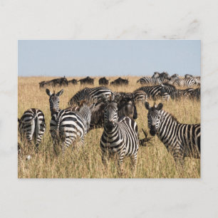 Grant's Zebra Postcard Postkarte