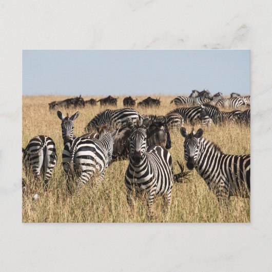 Grant's Zebra Postcard Postkarte (Vorderseite)