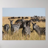 Grant's Zebra Poster (Vorne)