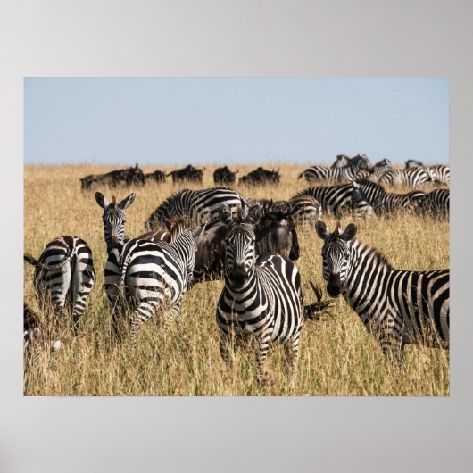 Grant's Zebra Poster (Vorne)