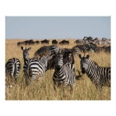 Grant's Zebra Poster (Vorderseite)