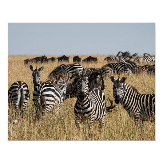 Grant's Zebra Poster (Vorderseite)