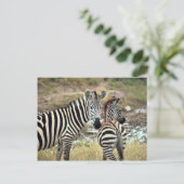 Grant's Zebra Postkarte (Stehend Vorderseite)