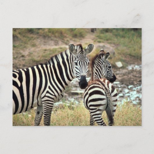 Grant's Zebra Postkarte (Vorderseite)