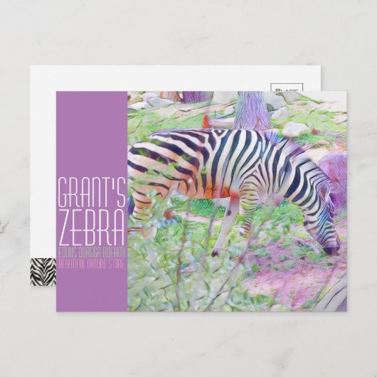 Grant's Zebra [Postkarte] Postkarte (Vorne/Hinten)