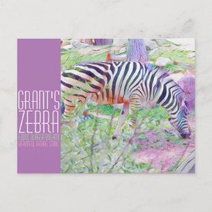 Grant's Zebra [Postkarte] Postkarte