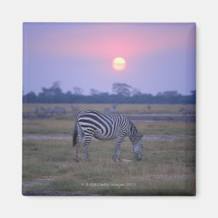 GrantZebra 3 Magnet