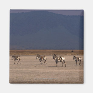 GrantZebra 4 Magnet