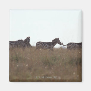 GrantZebra 7 Magnet