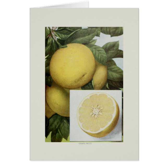Grapefruit (Vorne)