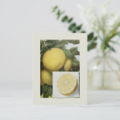 Grapefruit Postkarte (Stehend Vorderseite)