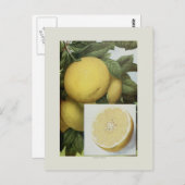 Grapefruit Postkarte (Vorne/Hinten)