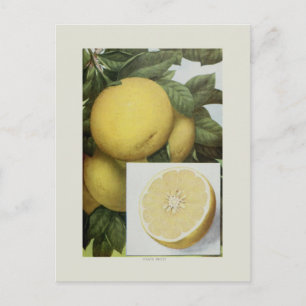 Grapefruit Postkarte