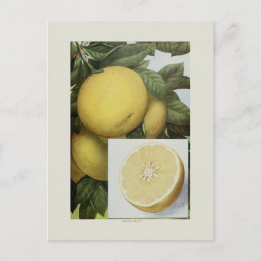 Grapefruit Postkarte (Vorderseite)