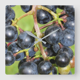 Grapes Wall Clock Quadratische Wanduhr