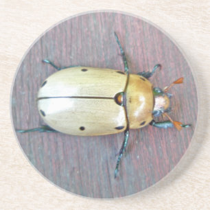 Grapevine Beetle (Pelidnota punctata) Sandstein Untersetzer