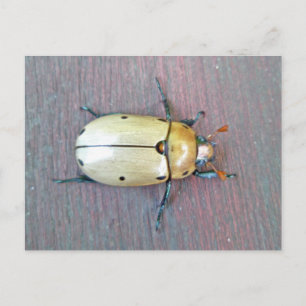 Grapevine Beetle (Pelidnota punctata) Series Postkarte