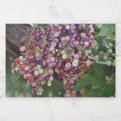 Grapevine Glorie — Hyperrealistische Art des Weing Schaumweinetikett (Einzelnes Label)