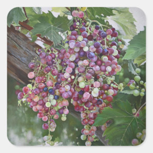 Grapevine Glorie — Hyperrealistische Weinbaukunst Quadratischer Aufkleber
