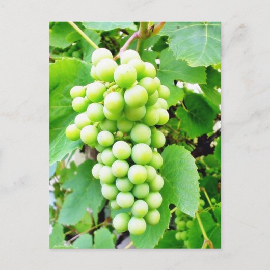 Grapevine Postkarte (Vorderseite)