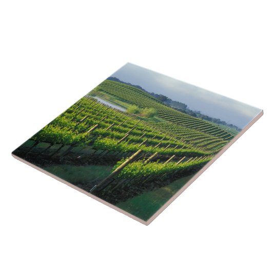 Grapevinen in feinen Reihen im Napa in Kalifornien Fliese (Seite)