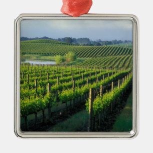 Grapevinen in feinen Reihen im Napa in Kalifornien Ornament Aus Metall