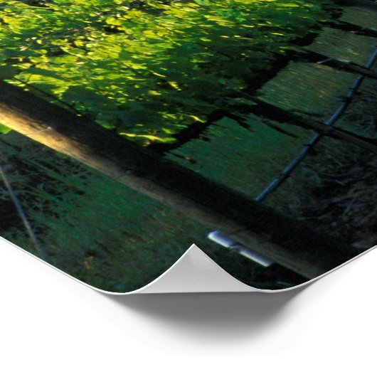 Grapevinen in ordentlichen Reihen in Napa in Kalif Poster (Ecke)