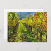 Grapewinen-Reihe im Napa-Tal Kalifornien Postkarte (Vorne/Hinten)