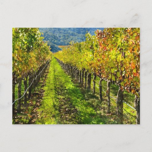 Grapewinen-Reihe im Napa-Tal Kalifornien Postkarte (Vorderseite)