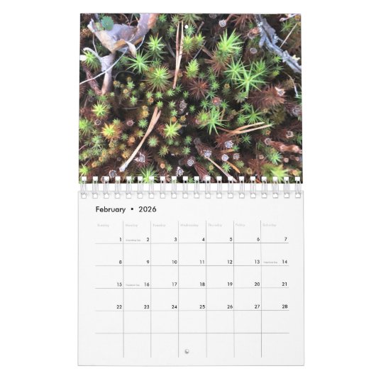 Graphic photo calendar kalender (Feb 2026)