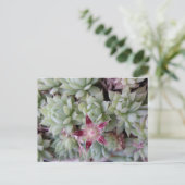 Graptopetalum macdougallia Blume Postkarte (Stehend Vorderseite)