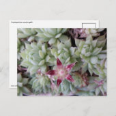 Graptopetalum macdougallia Blume Postkarte (Vorne/Hinten)