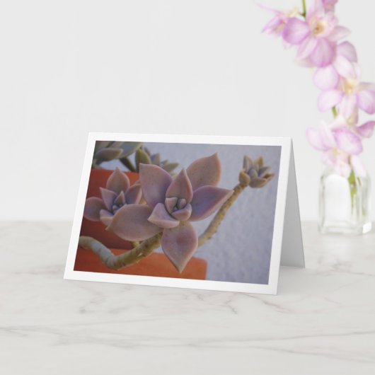 Graptopetalum Paraguayense, Sukkulente Geister-Pfl Karte (Orchidee)