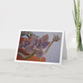 Graptopetalum Paraguayense, Sukkulente Geister-Pfl Karte (Vorderseite)