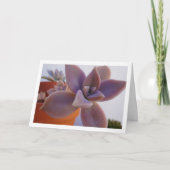 Graptopetalum Paraguayense, Sukkulente Geister-Pfl Karte (Vorderseite)