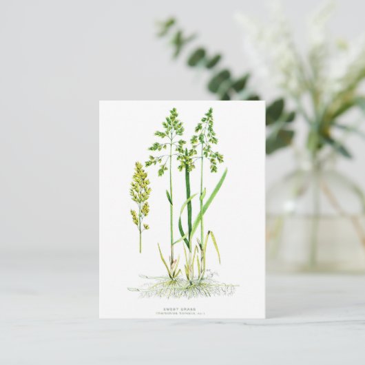 Gras botanisch postkarte (Stehend Vorderseite)