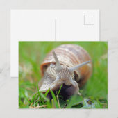 Gras essen postkarte (Vorne/Hinten)