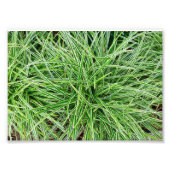 Gras Fotodruck (Vorne)