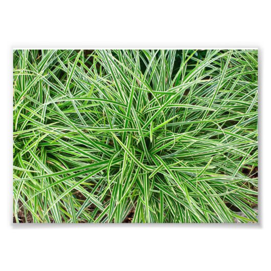 Gras Fotodruck (Vorne)