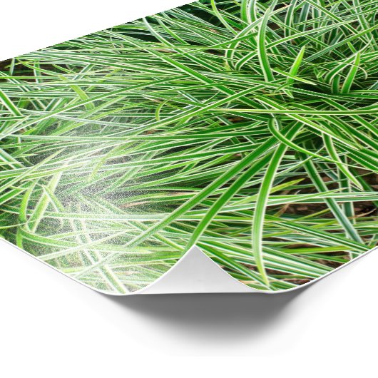 Gras Fotodruck (Ecke)