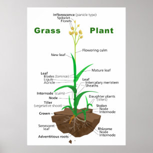 Gras Graminoids Pflanzen-Diagramm Poster